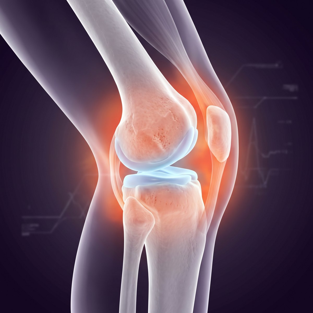 Illustration of the knee joint